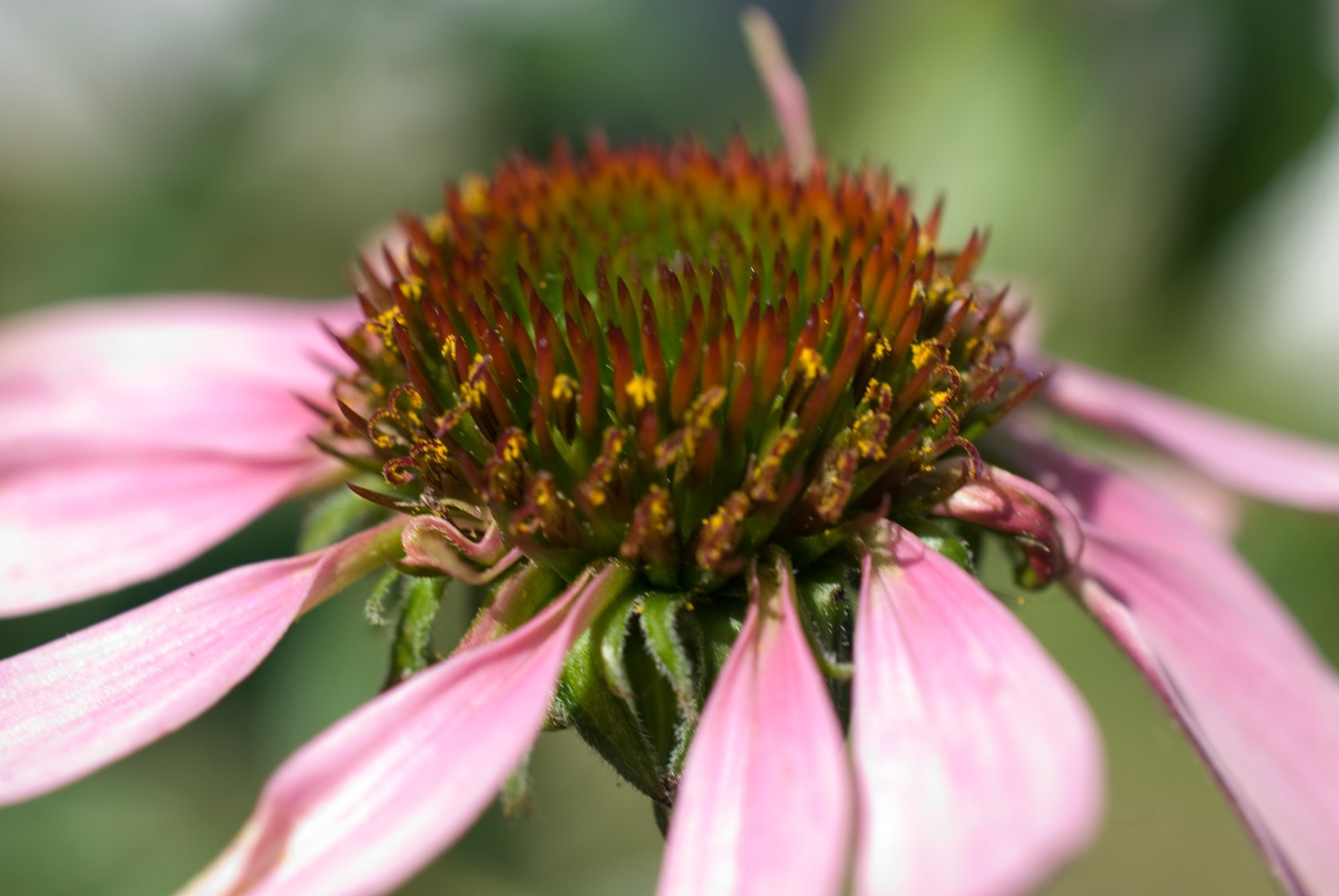 echinacea-03.jpg