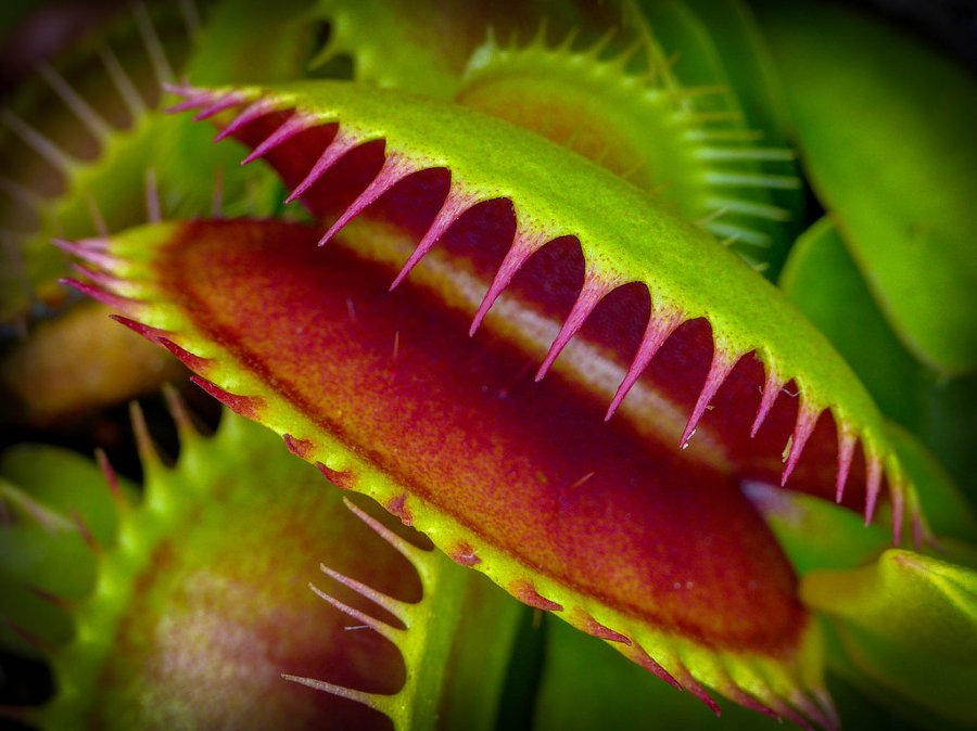 venus_flytrap.jpg