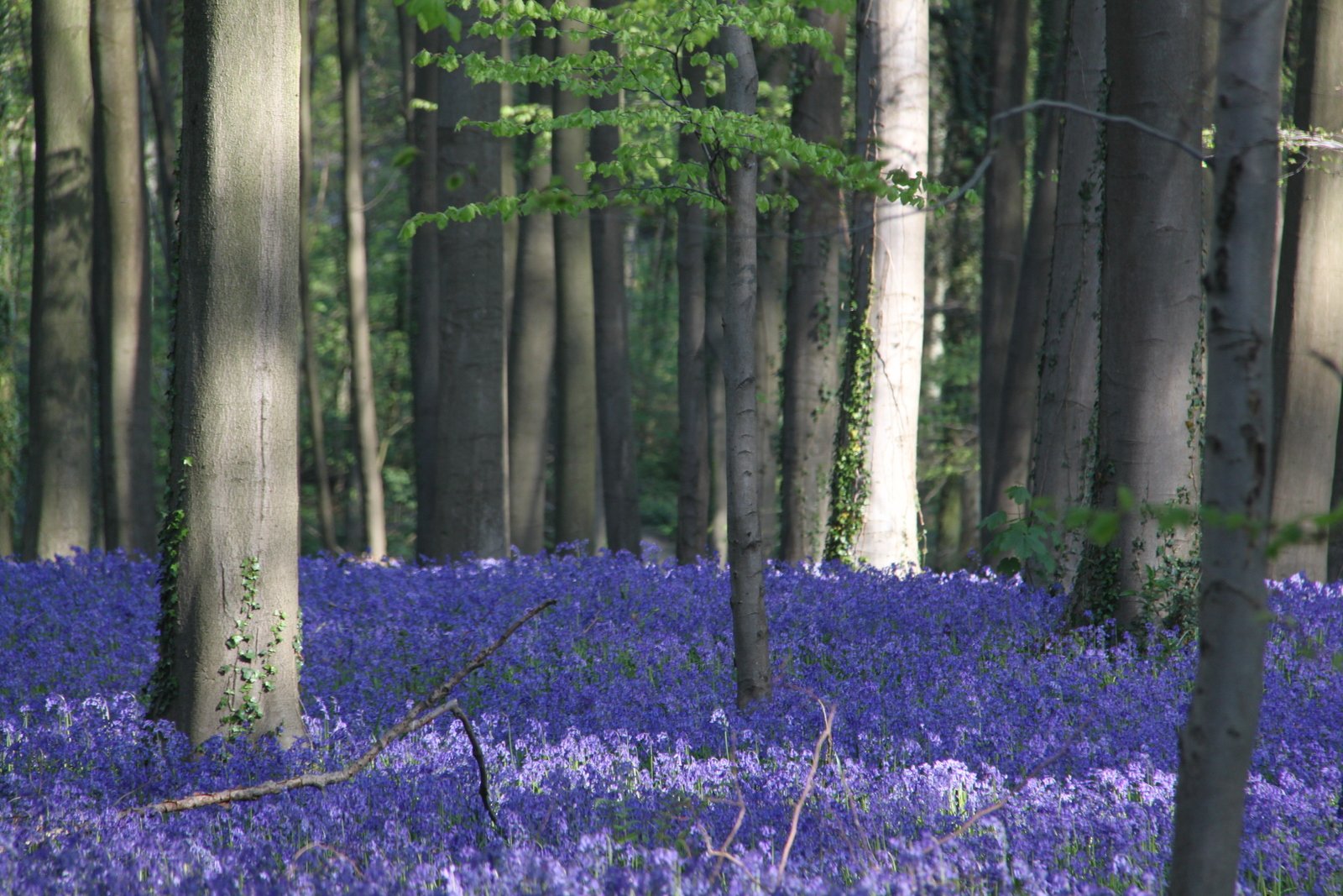 20110419_Hallerbos_-_Halle_(0002).jpg