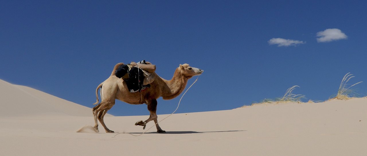 camel-692648_1920.jpg