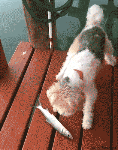 7_mandatory_gifs_of_the_week_3_23_17.gif