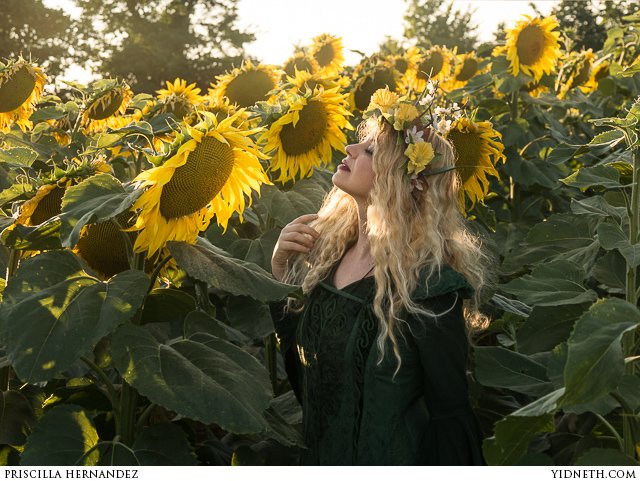 priscilla Hernandez sunflowers - by priscilla Hernandez (yidneth.com)-4.jpg