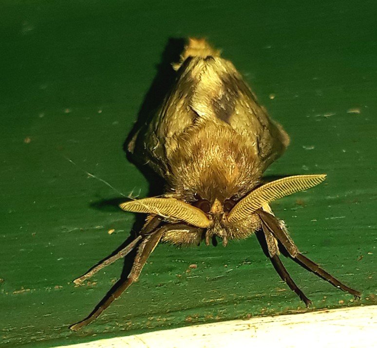 How Come I Have So Many Moths In My House