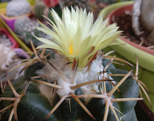 CORIPHANTHA-ADREAE-.gif