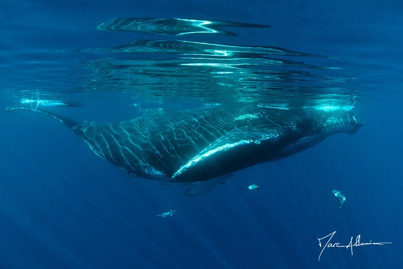 Baleine6 bis.jpg