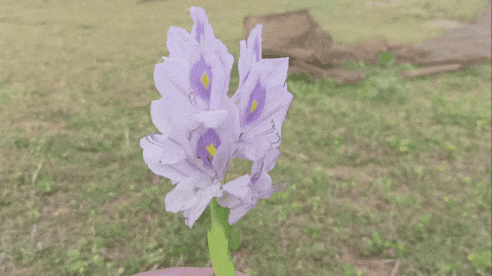 GIF_20250401_213145_283.gif