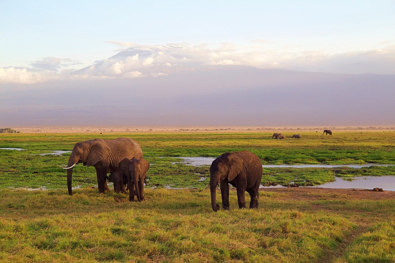 elephants-4275741_1280.jpg