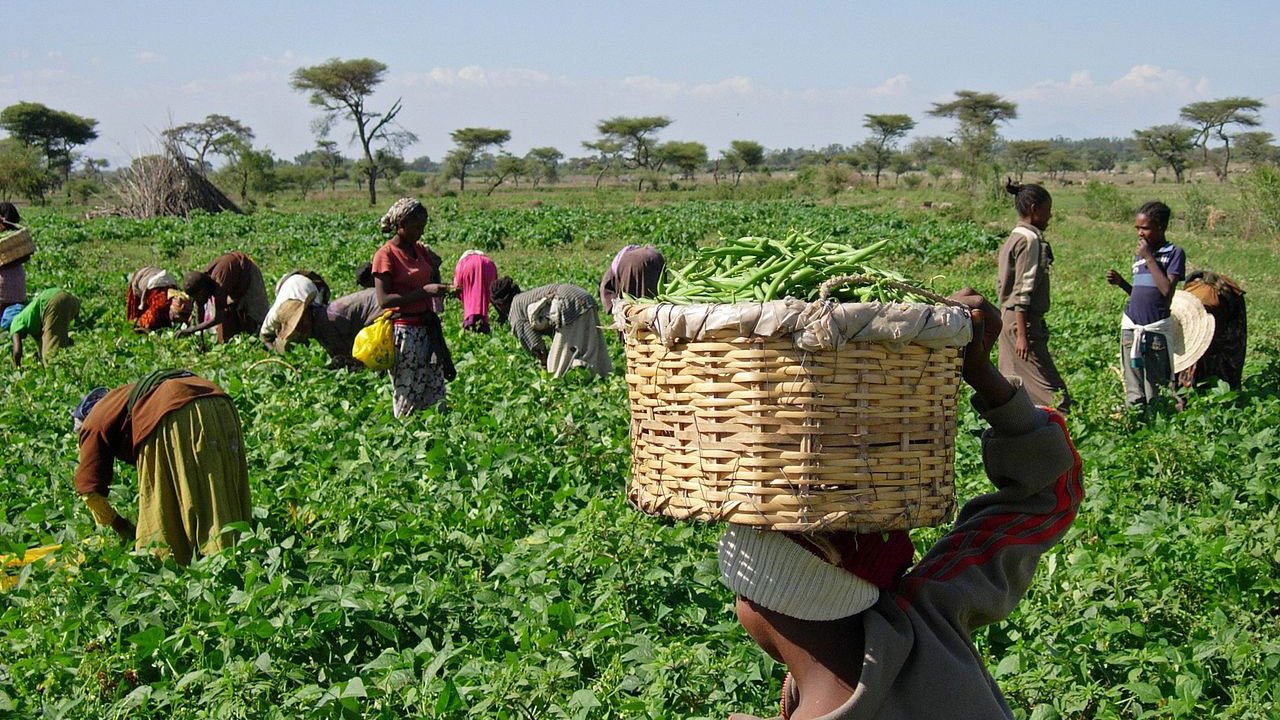 1280px-Harvesting_beans_5762966966-1.jpg