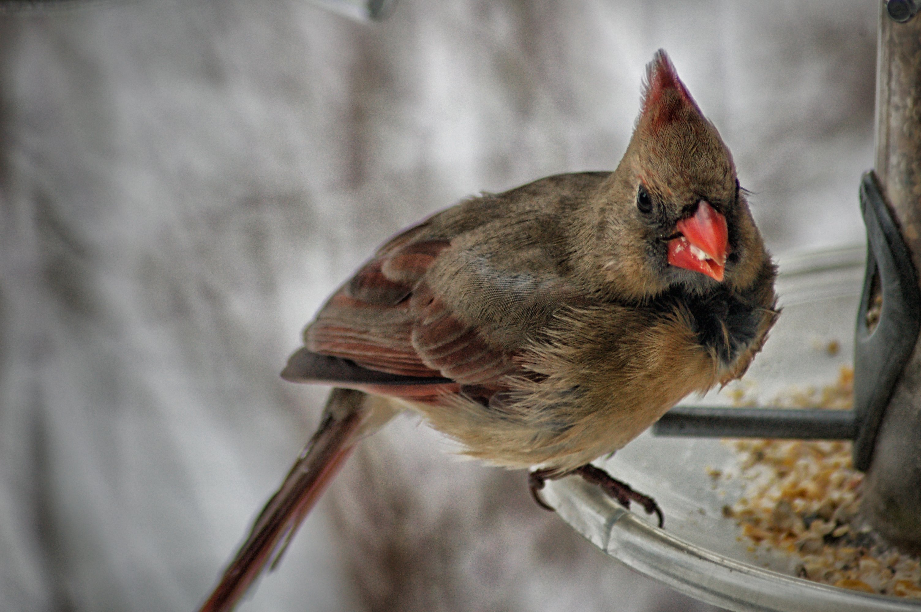 1 Cardinal.jpg