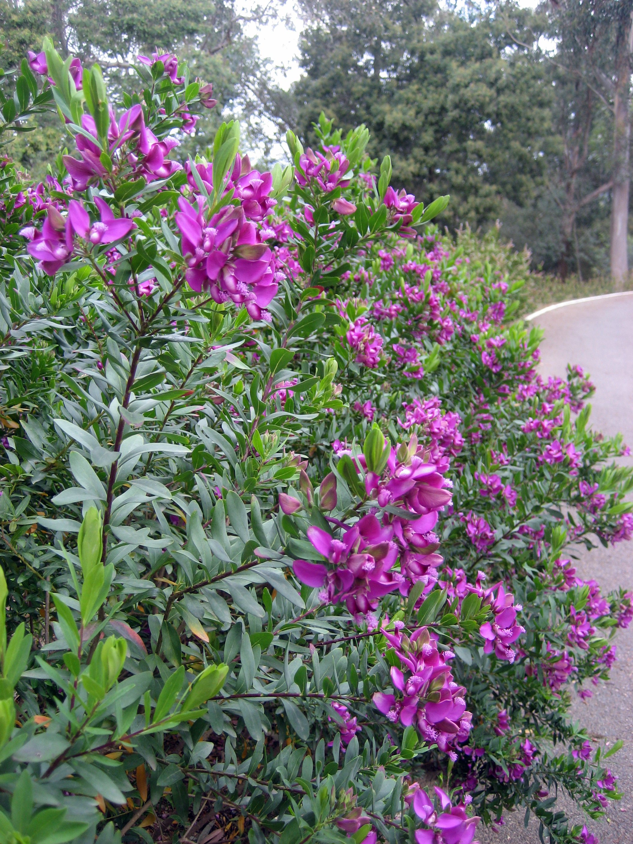 Polygala_myrtifolia_1.jpg