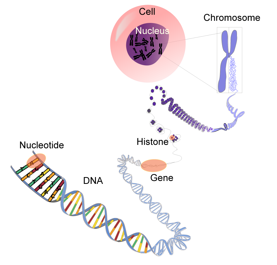 DNA-terminology.png