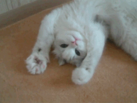 cat-giphy.gif