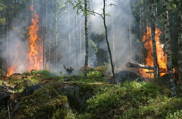 forest-fire-gb7a090c9e_640.jpg