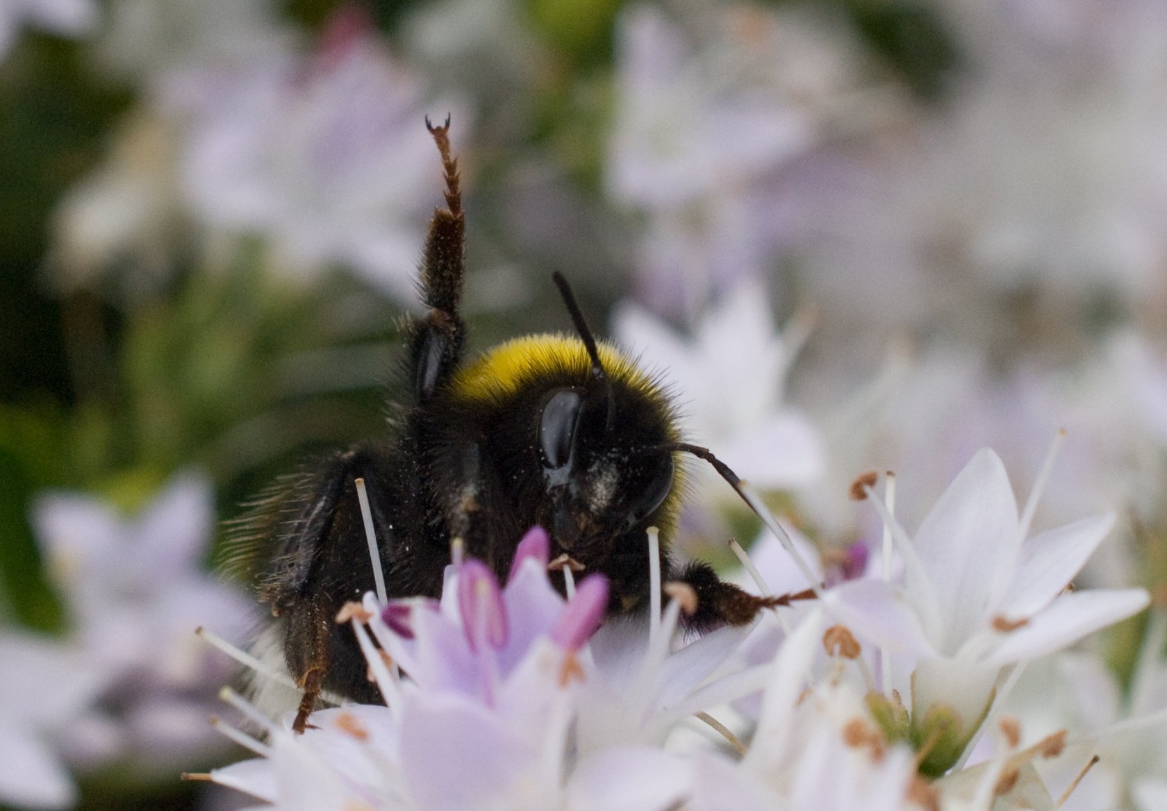 bee-limb.jpg