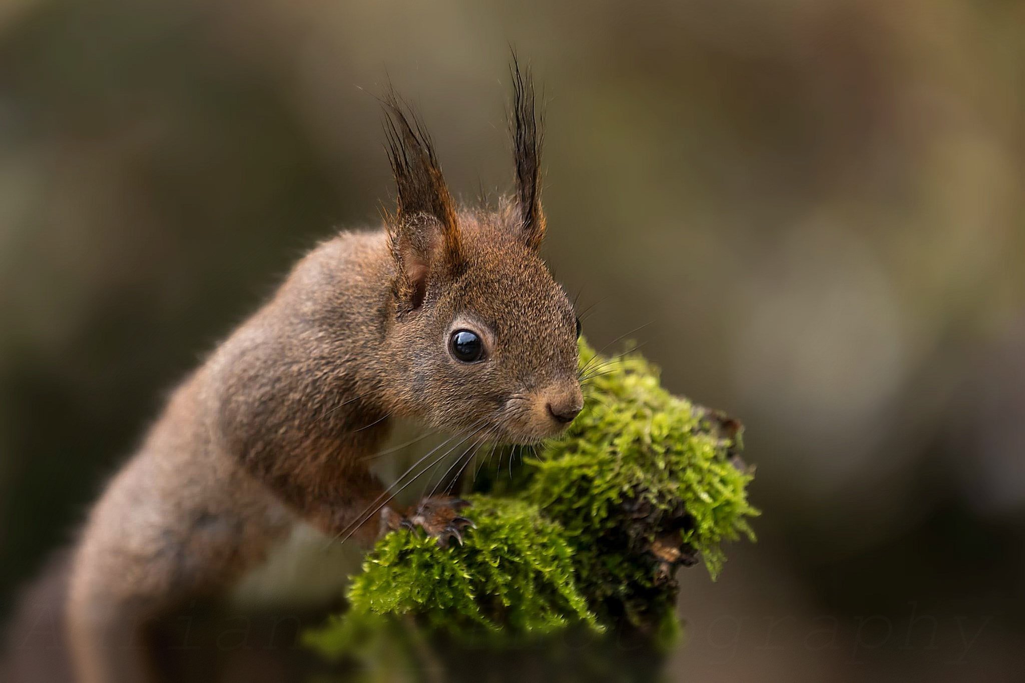 Fauna in Italy - Animals, birds and insects that live in various ...