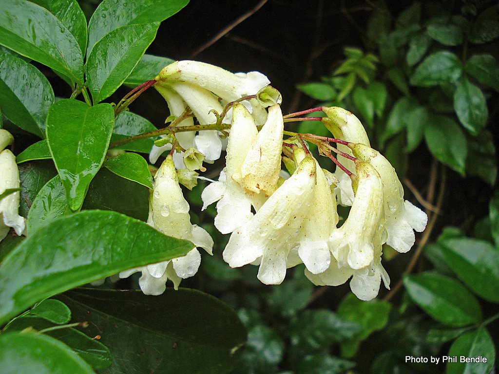 Pandorea_pandorana_-_Wonga_Wonga_Vine_-001.jpg