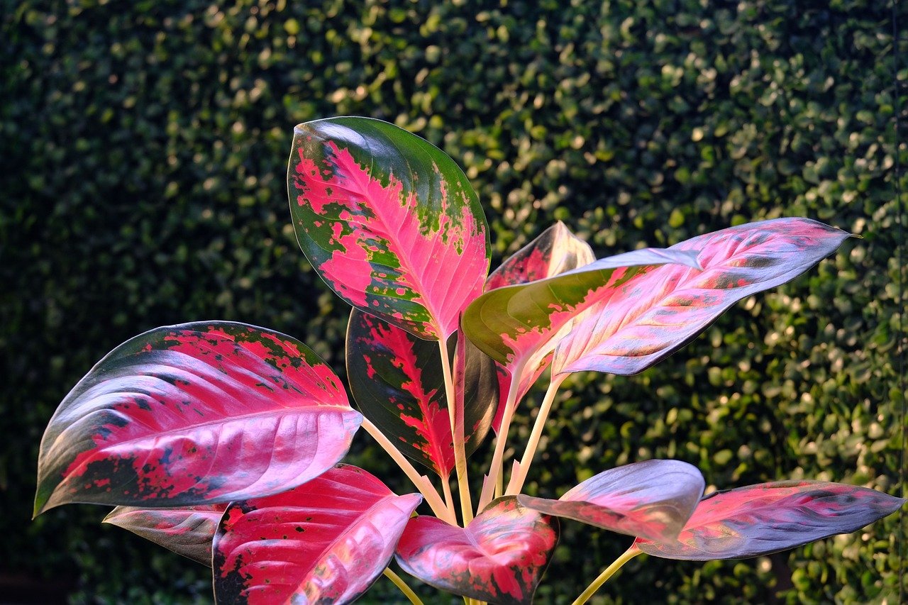 aglaonema-6605361_1280.jpg