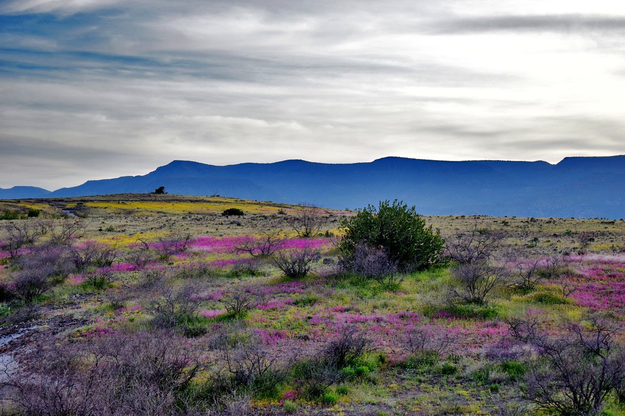 purple flowers-2 8x12.jpg