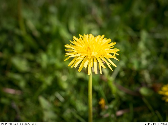 dandelions - by priscilla Hernandez (yidneth.com).jpg