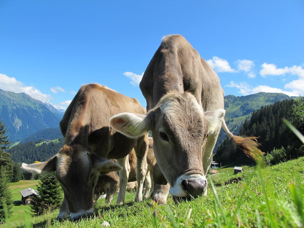 cows-cow-austria-pasture-sky-64231.jpg