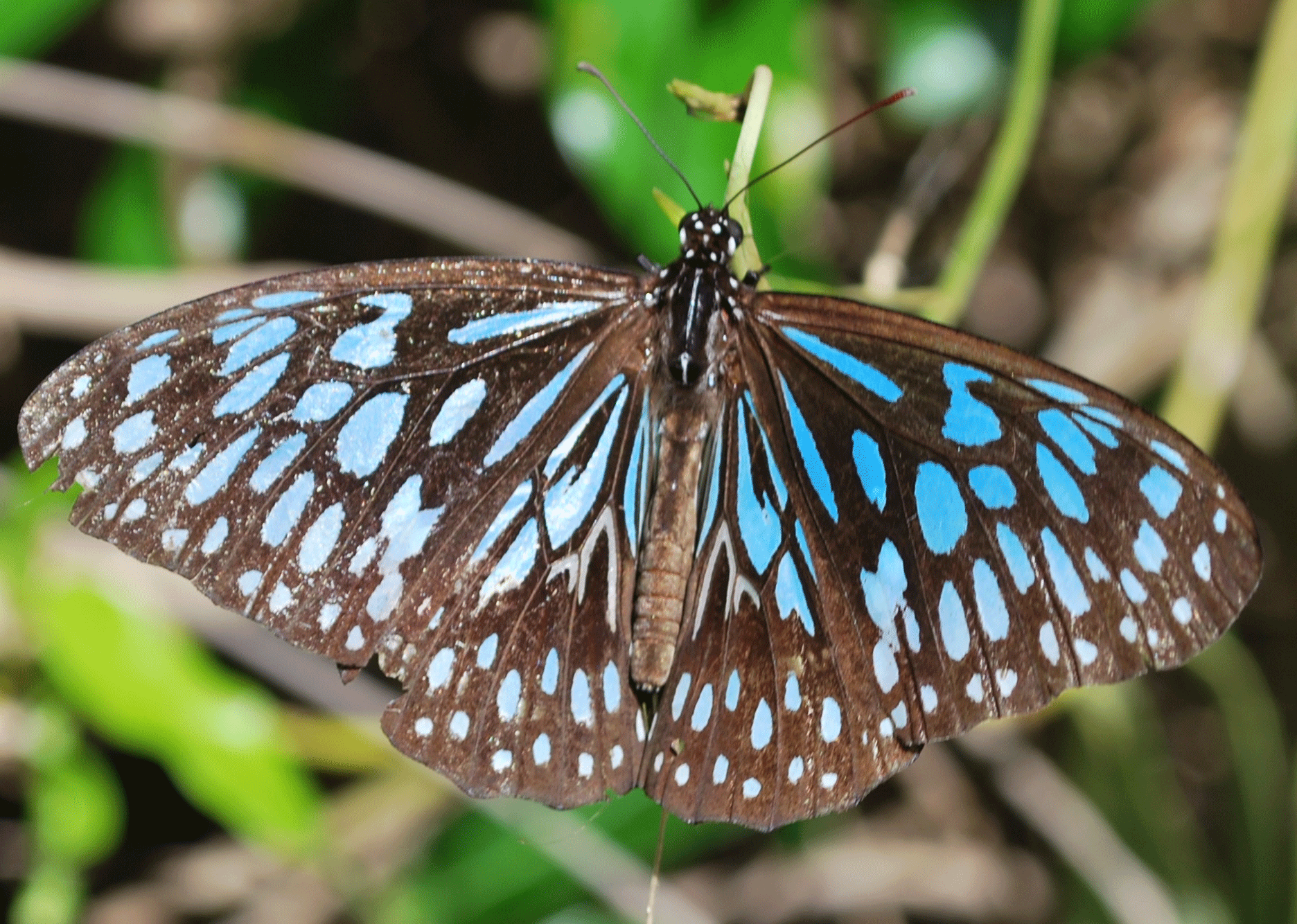 Blue-Tiger-butterfly (1).gif