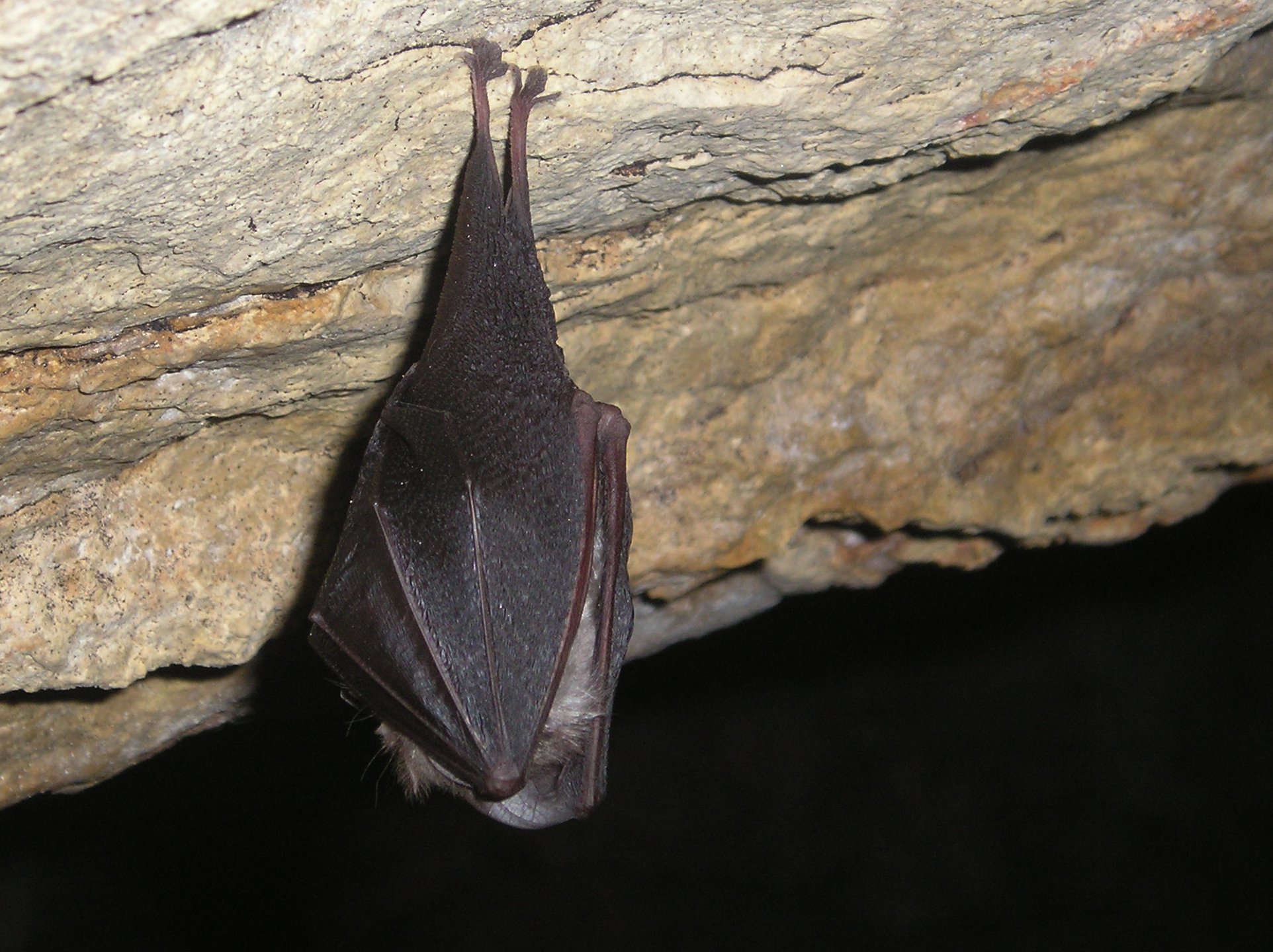 Rhinolophus_hipposideros,_SlS.jpg