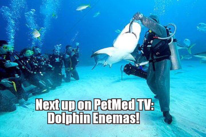 shkbait_porpoise_poop.jpg
