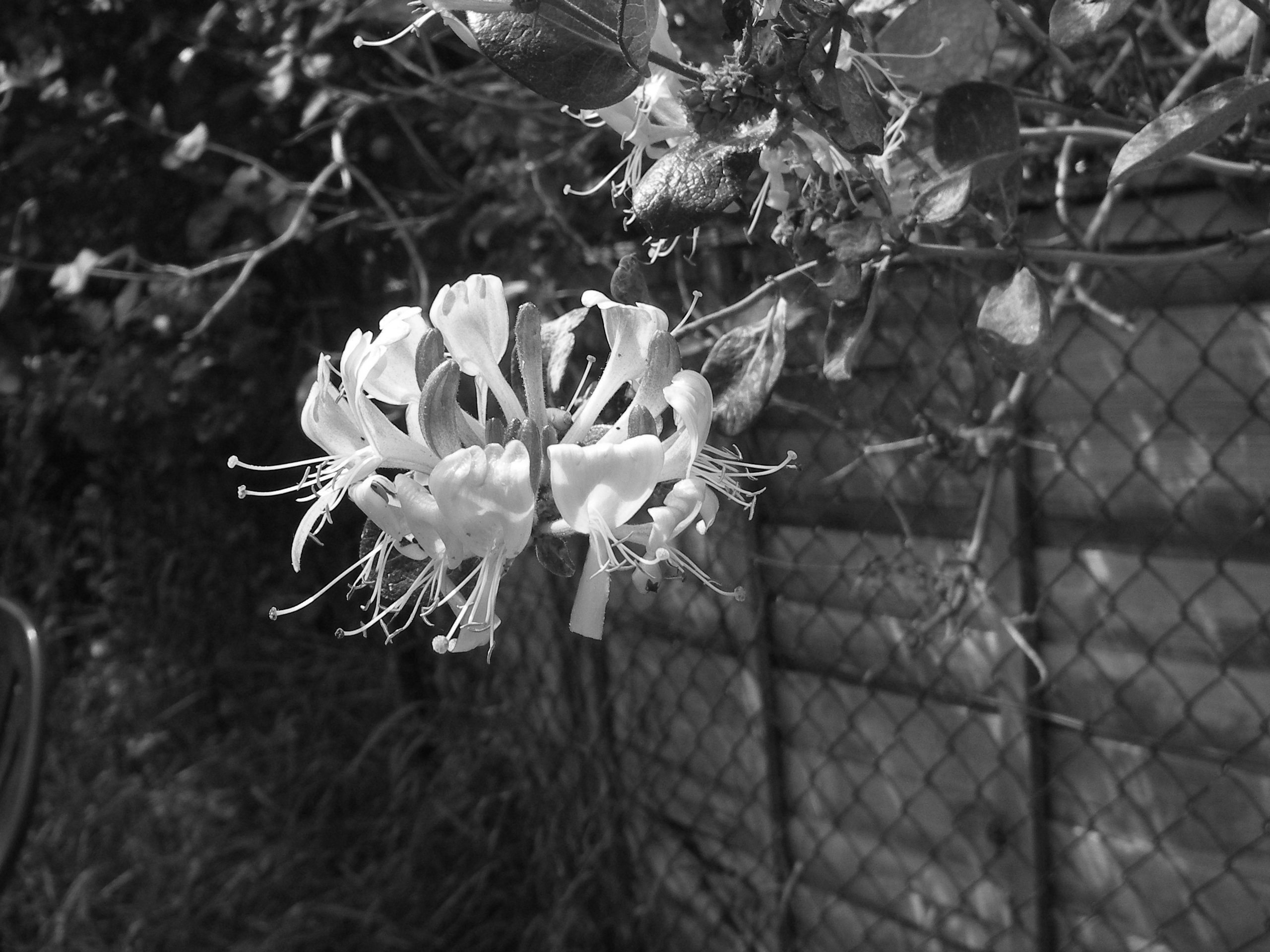 honeysuckle greyscale.jpg