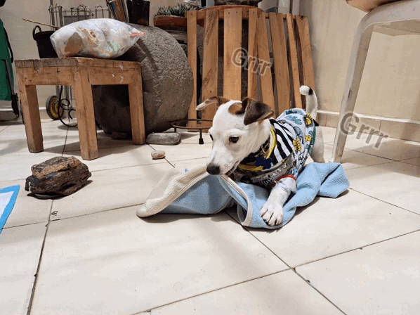 1000011502.gif