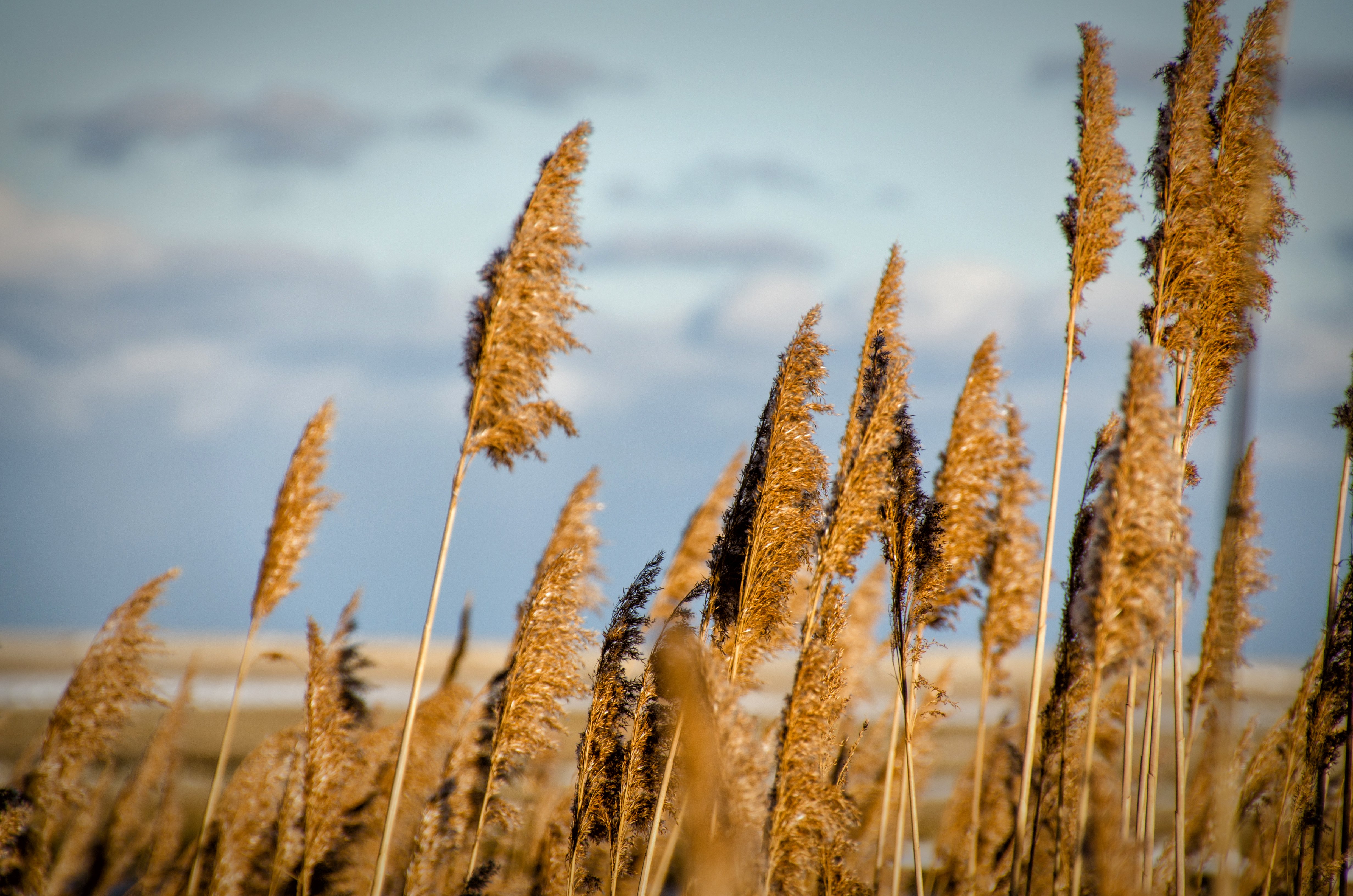 3 Fort Hill Marsh.jpg