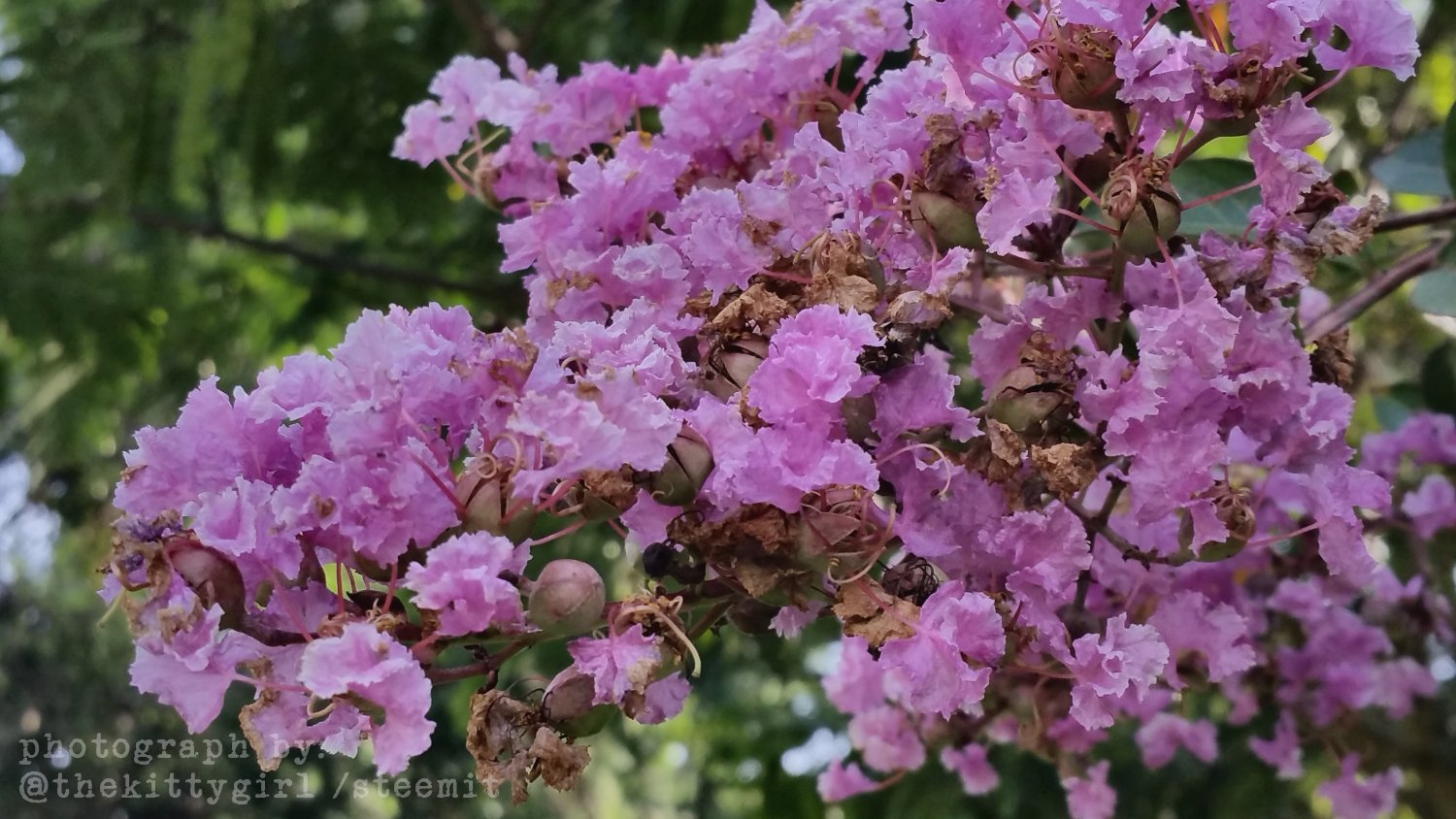 CrepeMyrtle.jpg