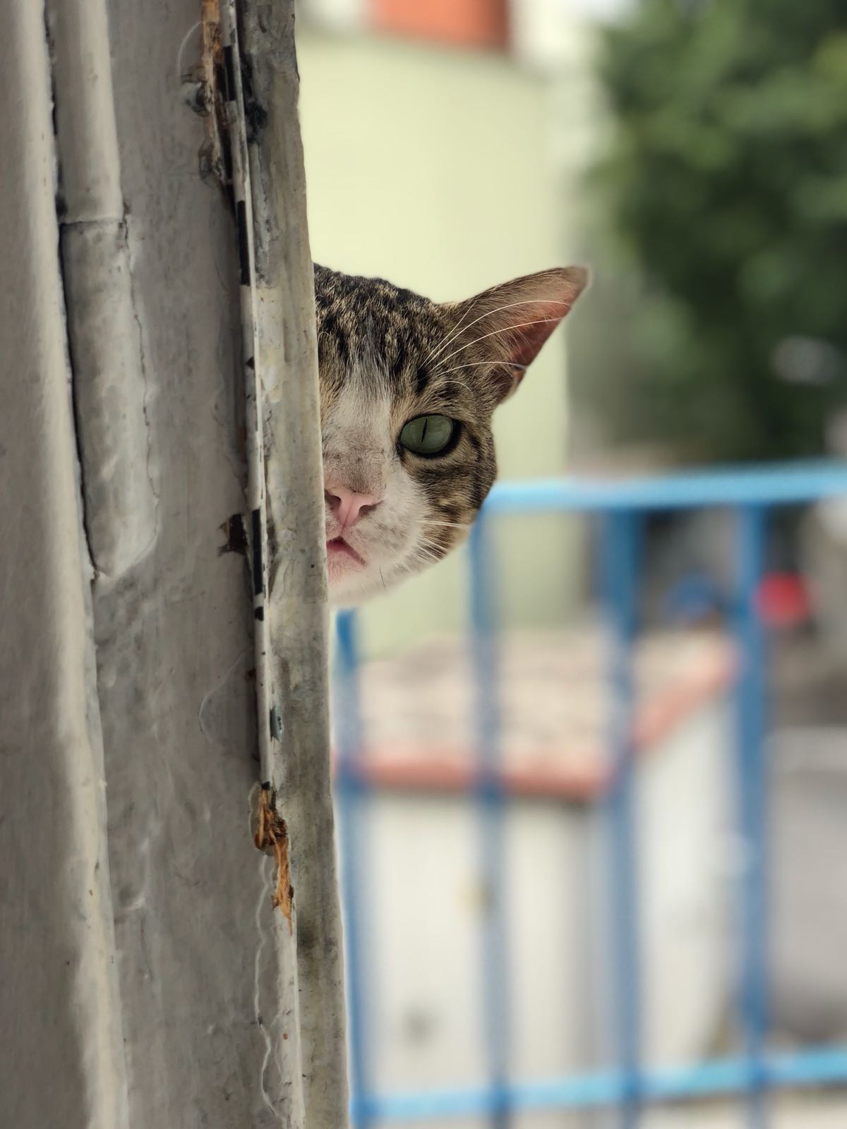 Photoshoot Of The Kitty Photography Series Steemit Istanbul Is One Of The Cities That You Can Find Thousands Cats From Every Corner In Front Your Houses Bridges And Even