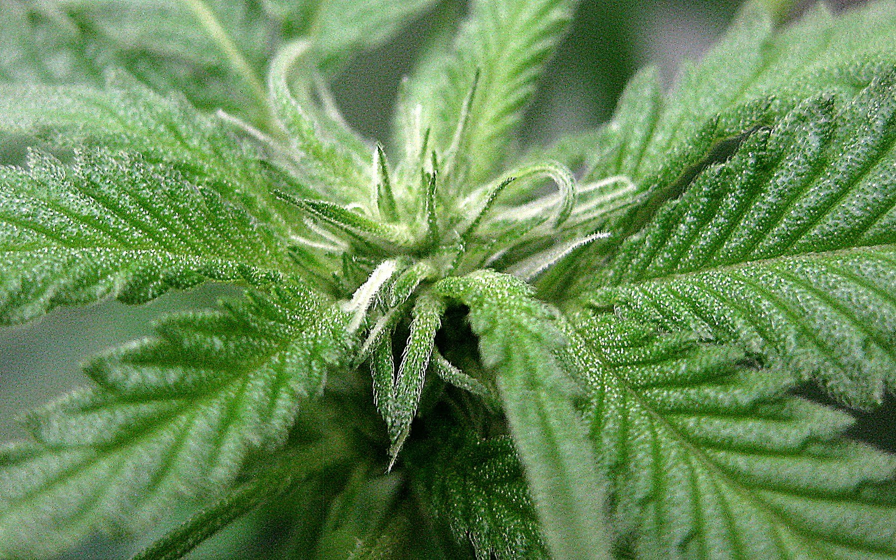 bangbang pistols.jpg