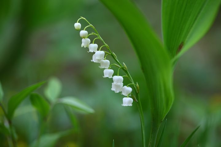 white coral bells.jpg