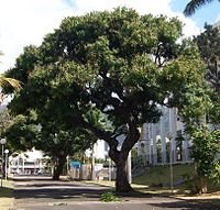 200px-Mangifera_indica_old.jpeg