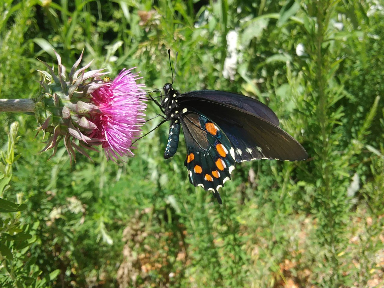 thumbnail_20180621_153614_resized.jpg