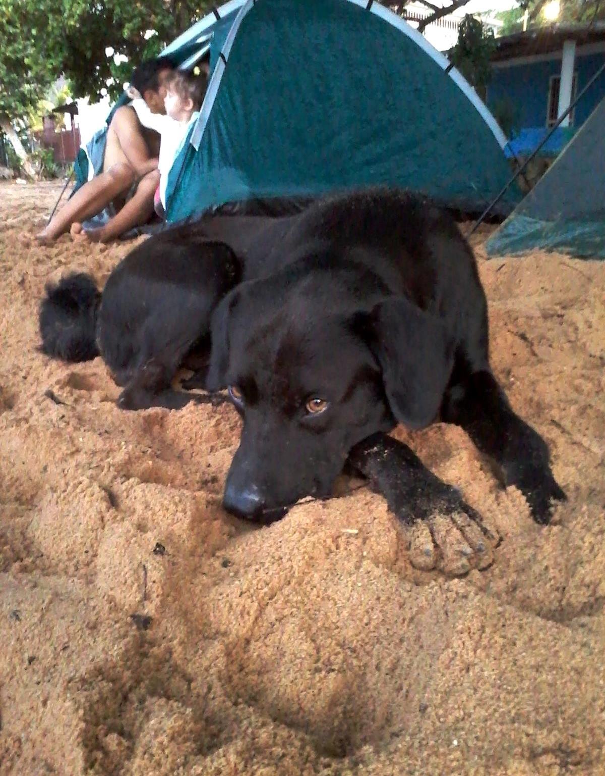 Azabache en playa.jpg