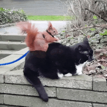 squirrel and cat.gif