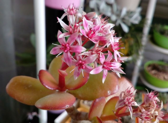 Crassula ovata pink flowers-27.jpg