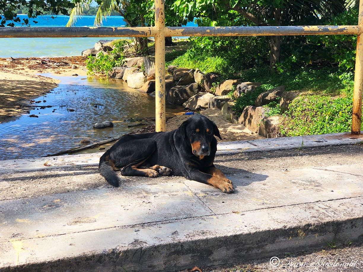 dog on bridge parea huahine.jpg