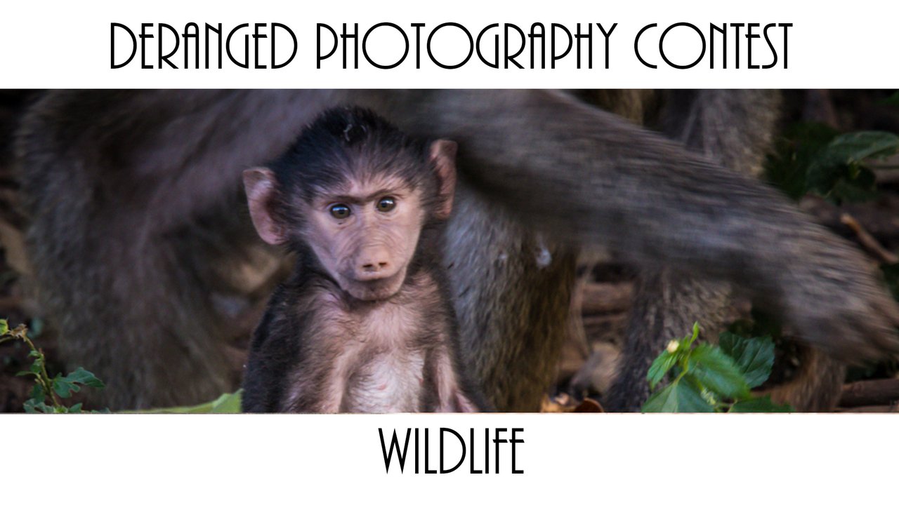 wildlife.jpg