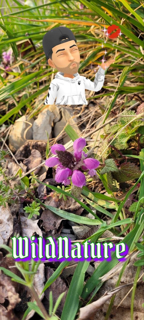 Lamium purpureum.jpg