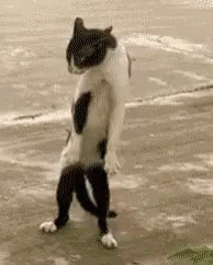 BringItOnForwardOrBackwardGIF.gif
