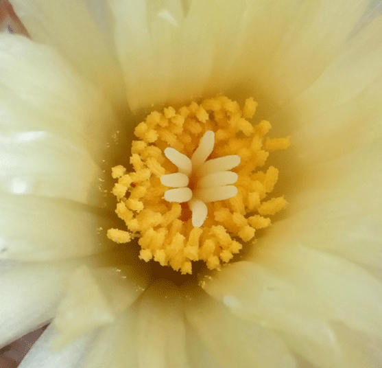 CORIPHANTHA-ADREAE-3.gif