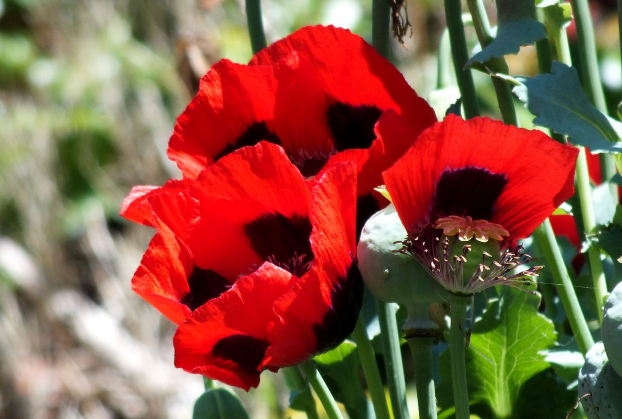 0531-RedPoppies.jpg