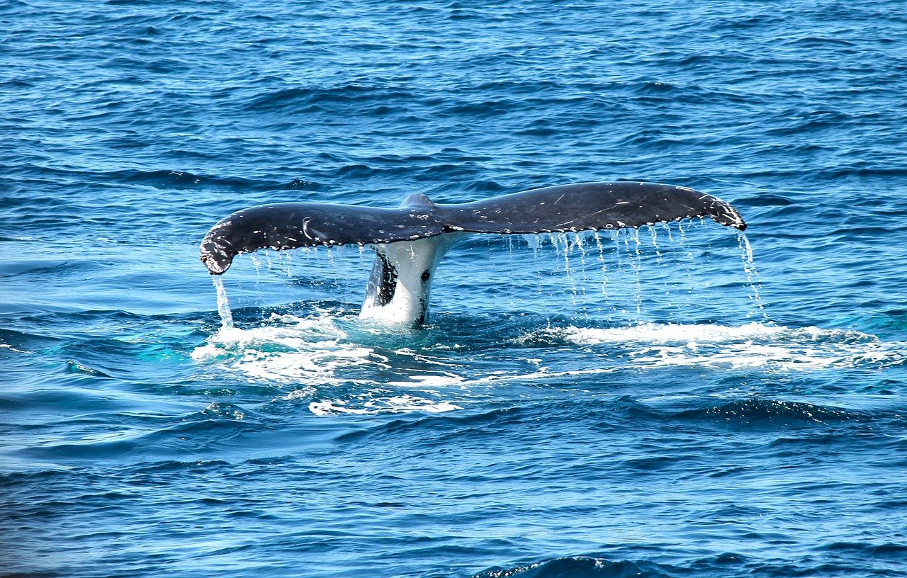 whale-367233_1280.jpg