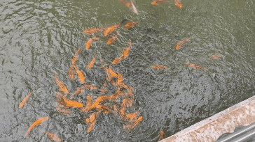 GIF_20240703_152531_497.gif