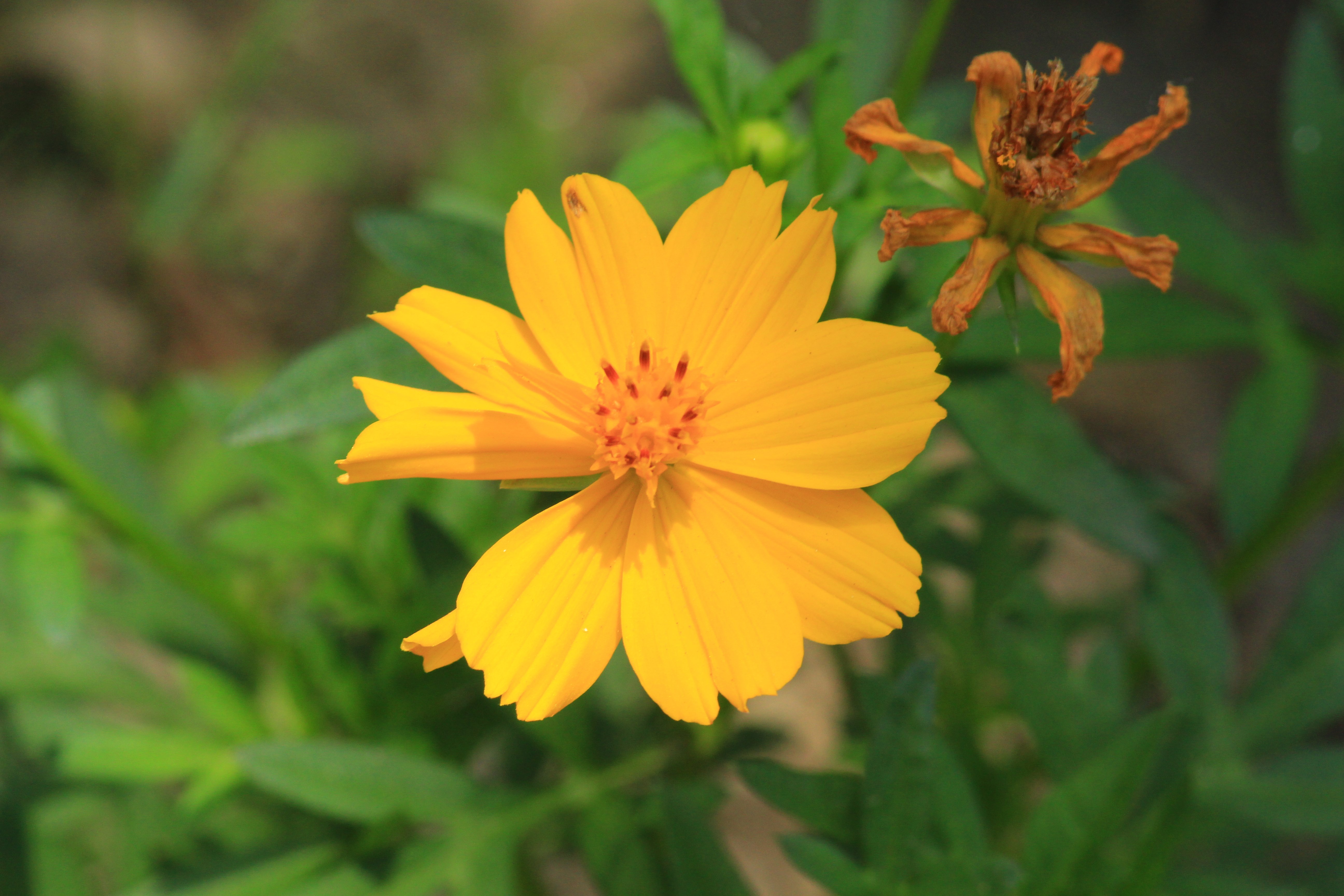 FlowerYellow Star flower — Steemit