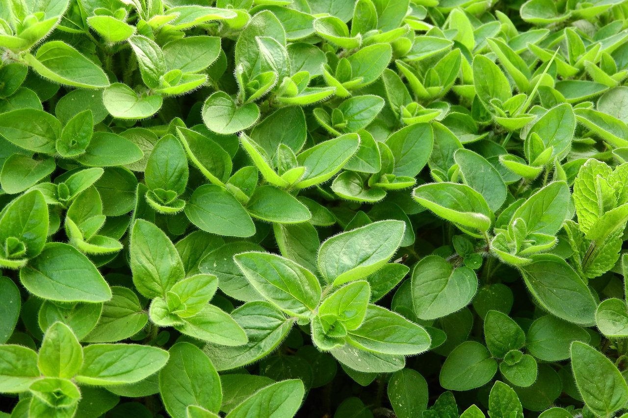 marjoram-2370814_1920.jpg