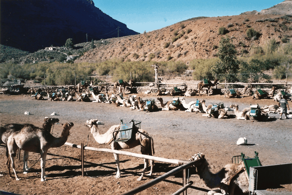 Camels on Gran Canaria.gif